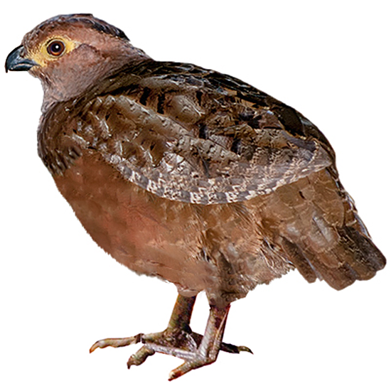 Starred Wood Quail